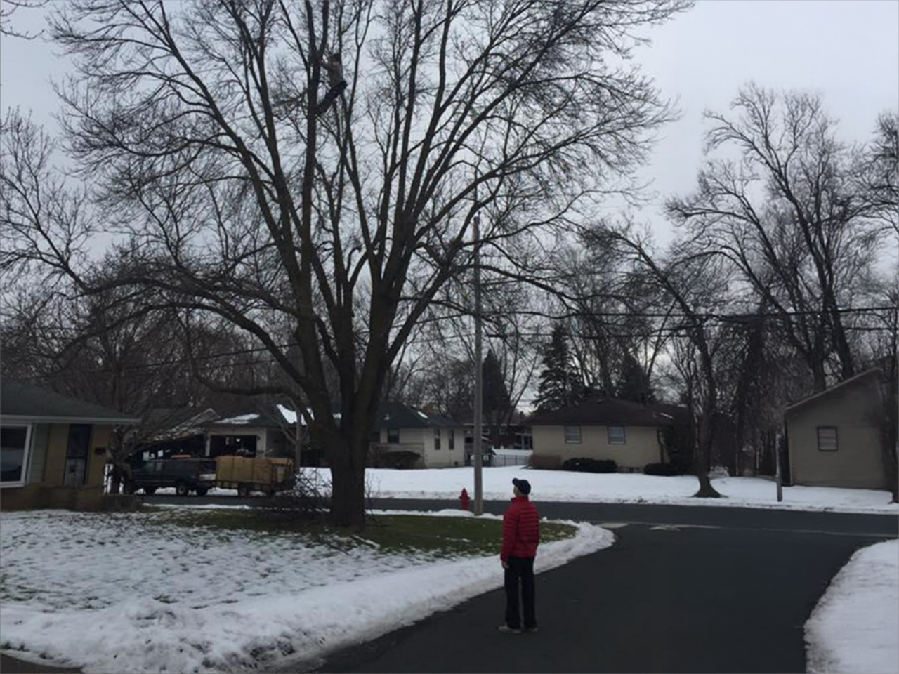 Professional Tree Trimming Services