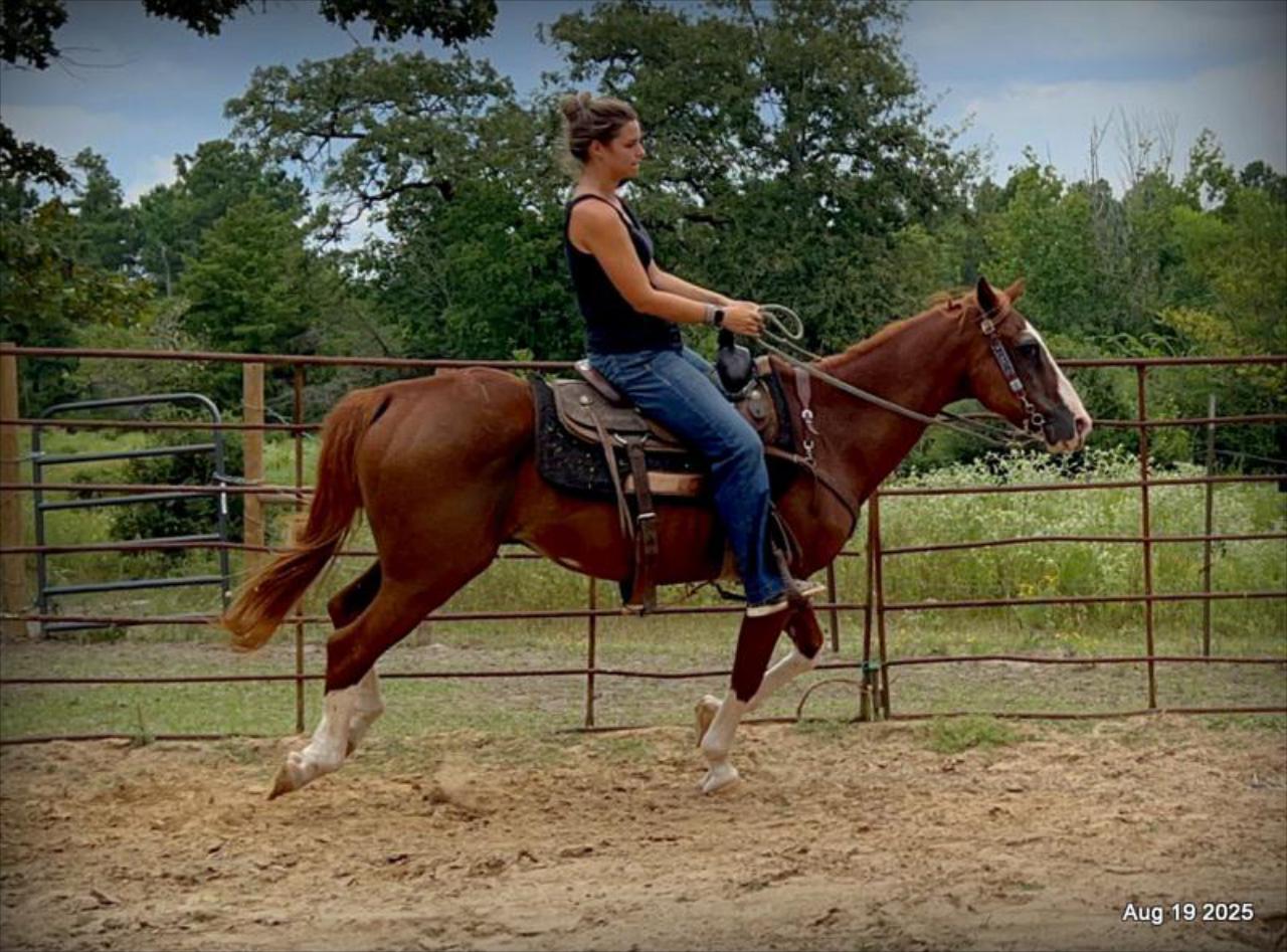 Cooper Amazing Beginners Horse