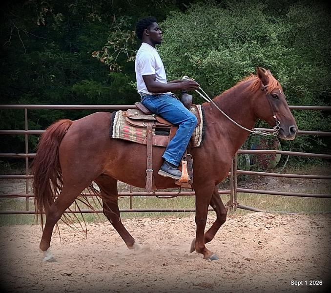 💚🐴 Cricket • Kid Safe & Beginner Safe Family Mare💚
