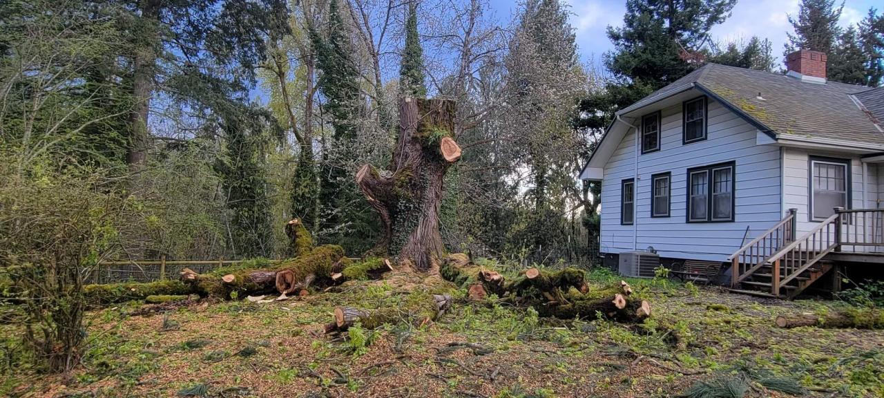 Tree Removal & Trimming