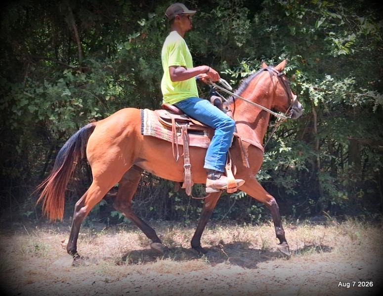 💚Sable • Beginner Safe & Family Safe Mare💚