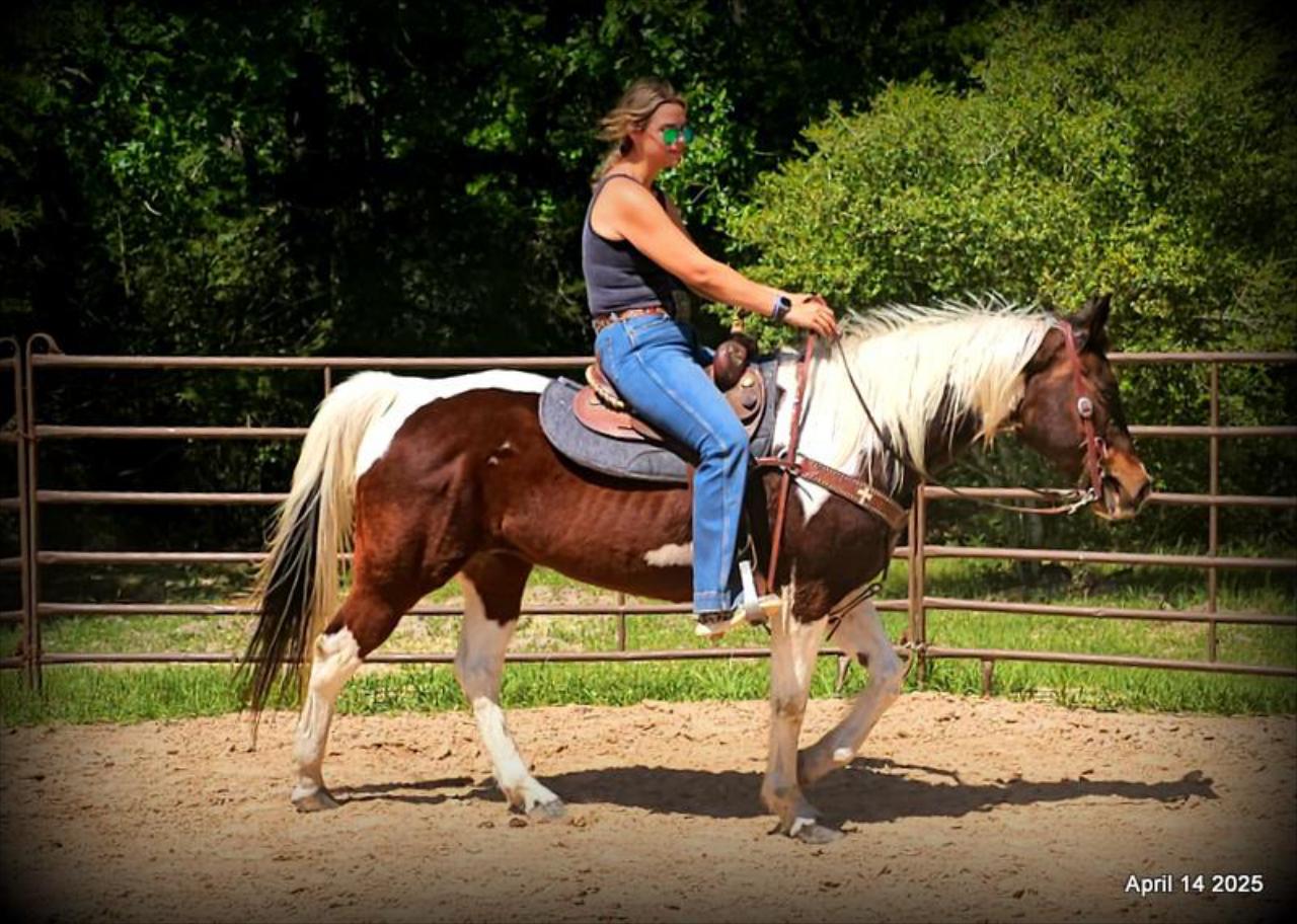 Montana – The Picture-Perfect Partner with All the Right Moves