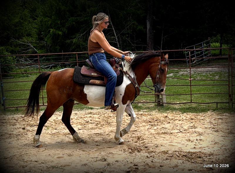 🧡Coca🧡Solid, Sensible Trail Mare 🌟