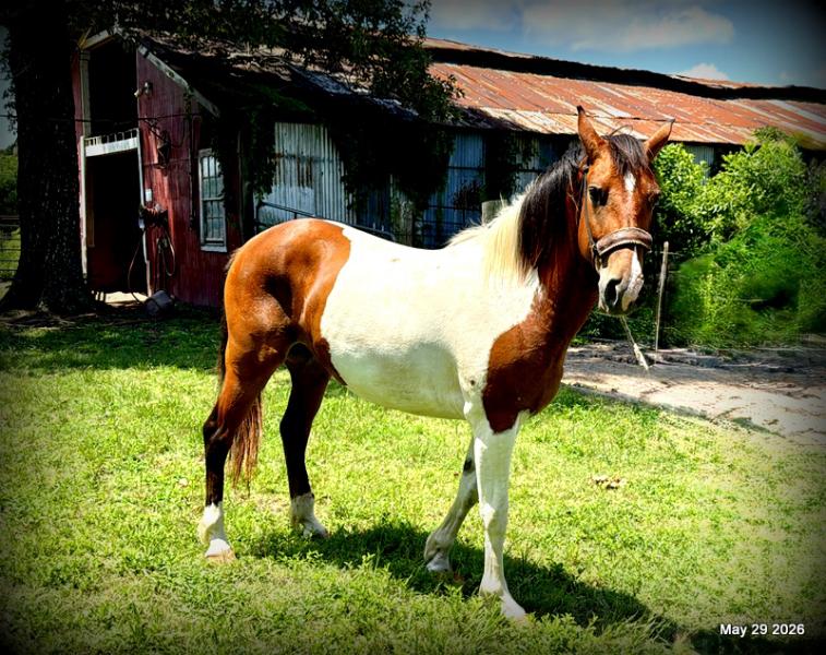 🧡Coca🧡Solid, Sensible Trail Mare 🌟