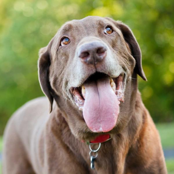 ESA / Service Dog Training