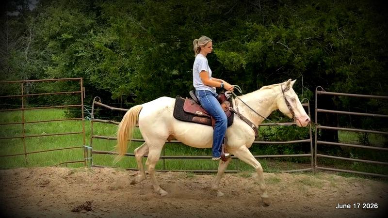 💚Prince💚Meet Prince: Your Dream Riding Partner! 👑