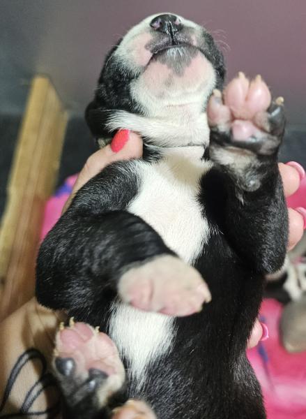 Black Mantle Female Grey Collar (SOLD)