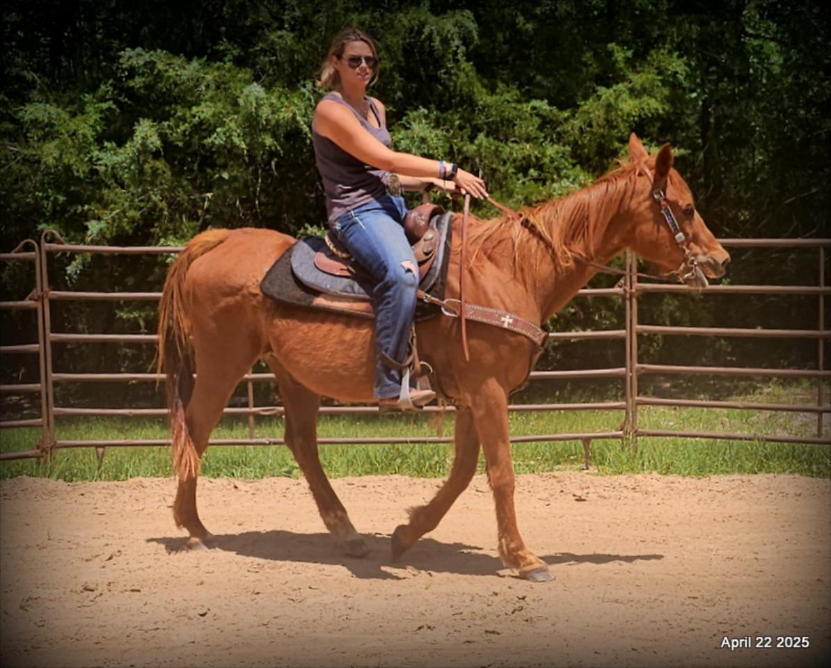 Belle’s Story: A Heart That Never Gave Up