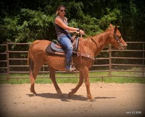 Belle’s Story: A Heart That Never Gave Up