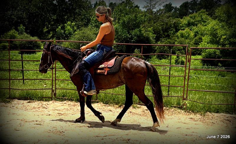 💛Bugs💛Smooth-Gaited Trail Mare 🌟