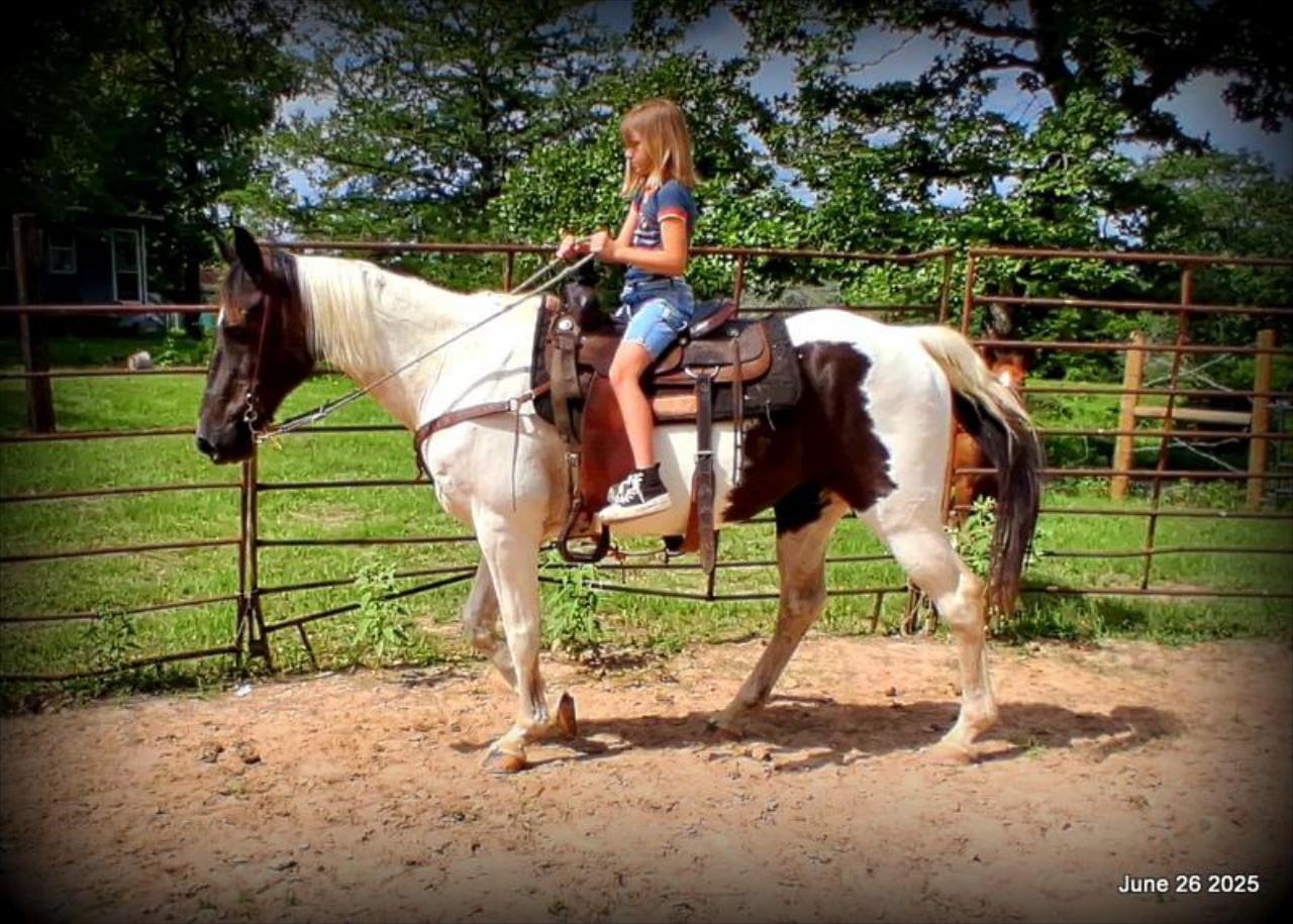Meet Patrick – The Perfect Family Gelding!