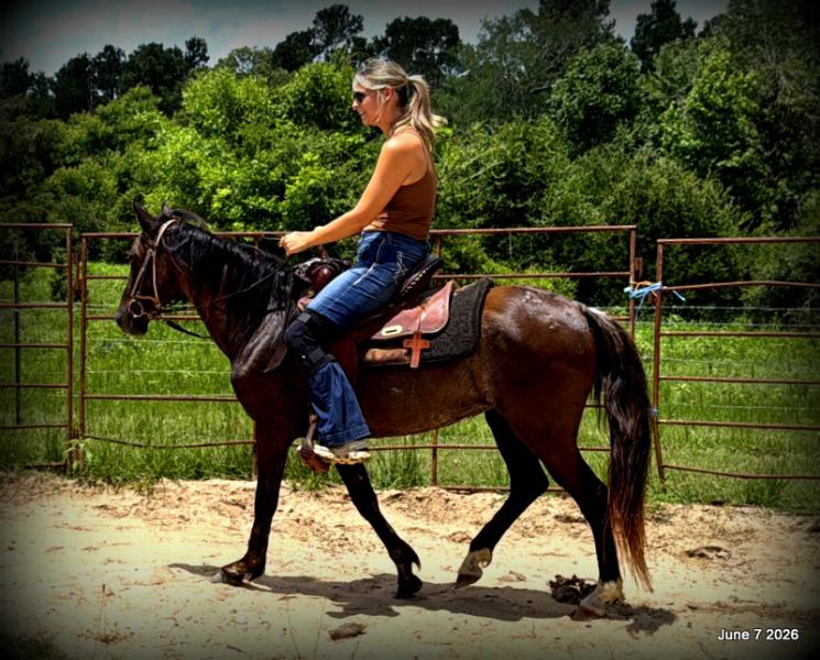 💛Bugs💛Smooth-Gaited Trail Mare 🌟