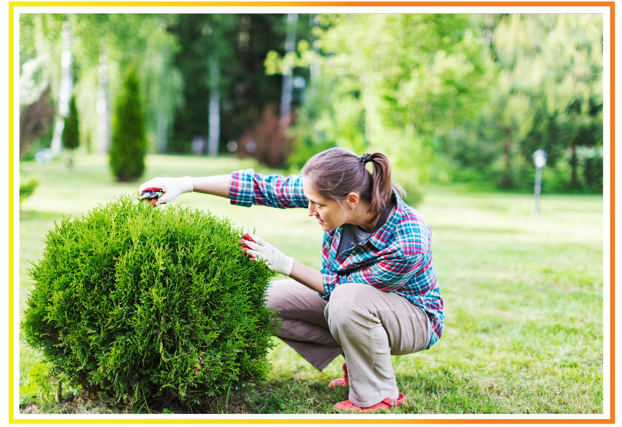 Tree and Shrub Care 