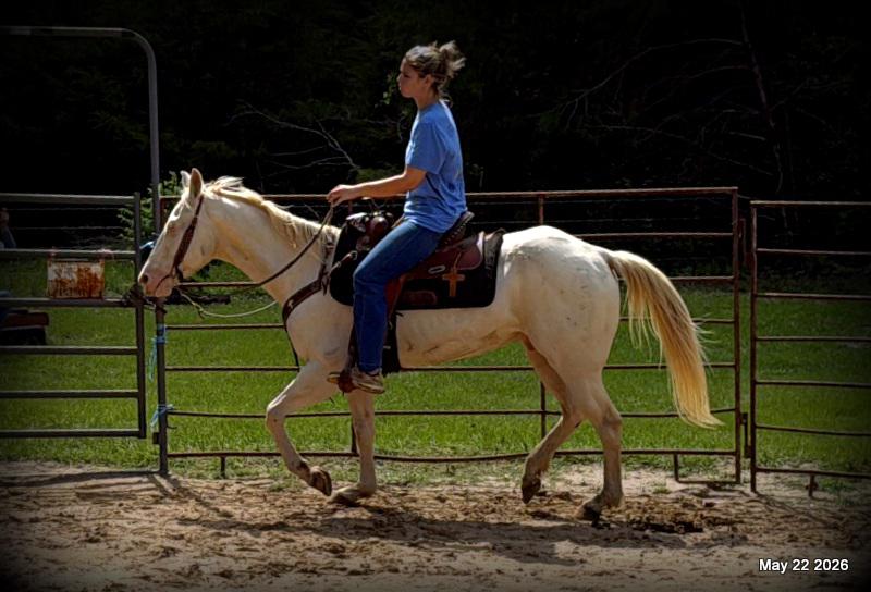 💚Prince💚Meet Prince: Your Dream Riding Partner! 👑