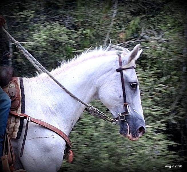 💚Wisp • Beginner Safe, Smooth & Dependable Trail Mare💚