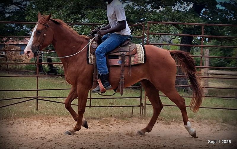💚🐴 Brandy • Kid Safe, Family Safe & Dependable Quarter Horse Mare💚