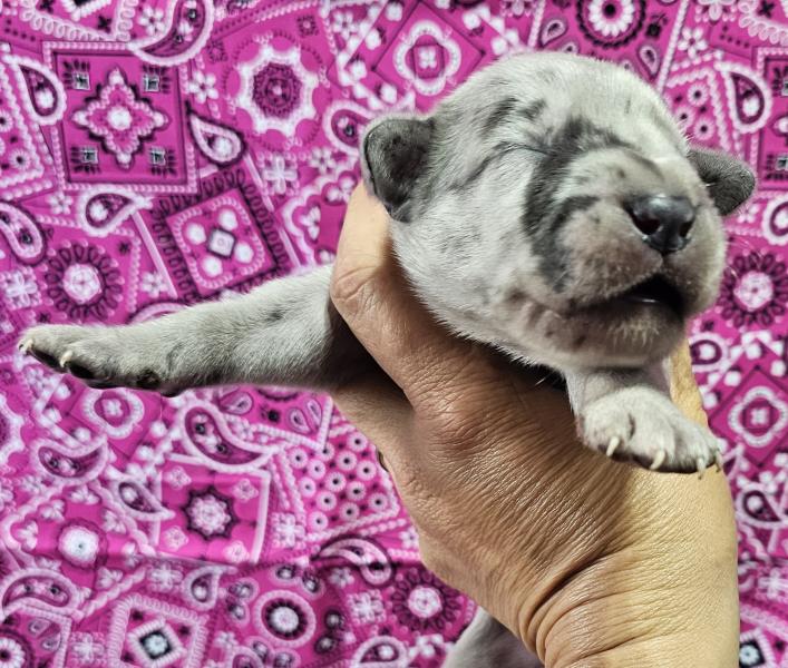 Blue Merle Female Gray Collar