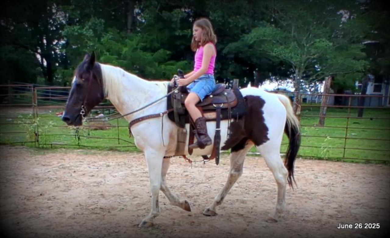 Meet Patrick – The Perfect Family Gelding!