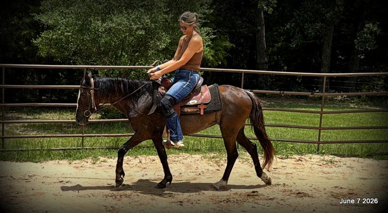 💛Bugs💛Smooth-Gaited Trail Mare 🌟
