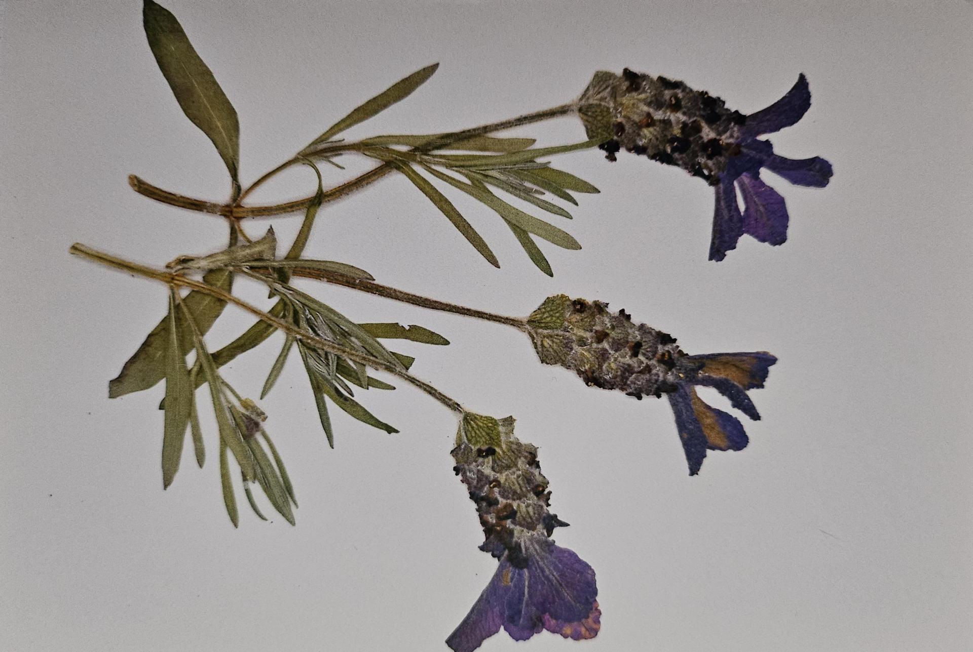 Elegance Series Cards 10 pack print cards