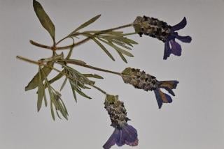 Elegance Series Cards 10 pack print cards