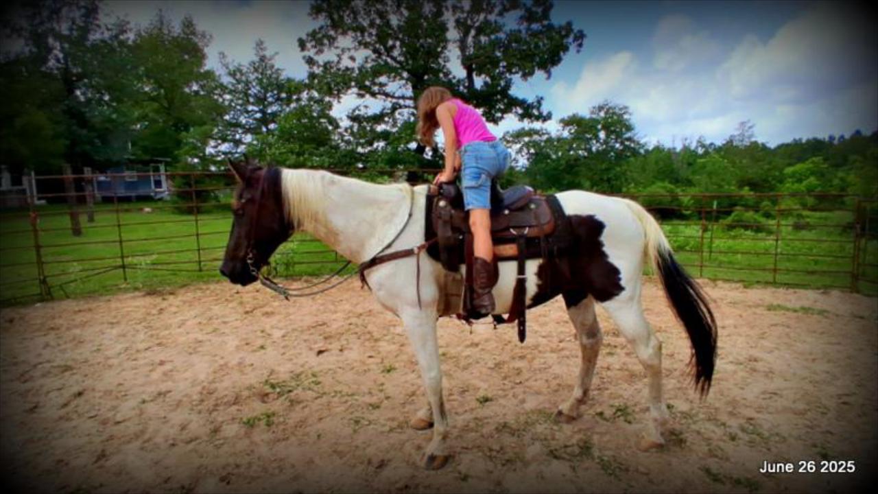Meet Patrick – The Perfect Family Gelding!