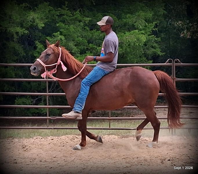 💚🐴 Cricket • Kid Safe & Beginner Safe Family Mare💚
