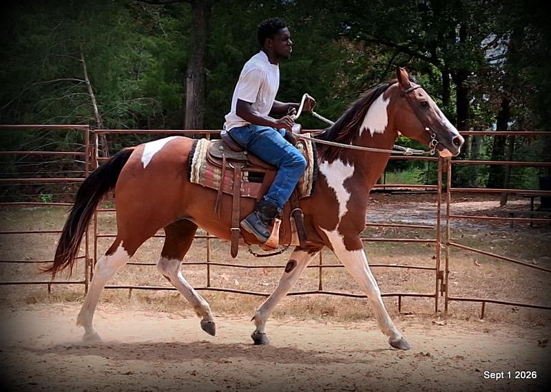 💛 🐴 Milly • Beginner Safe, Confident & Smooth Trail Mare💛