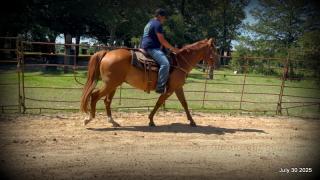 Smart Little Buzz AKA hawk