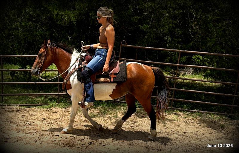 🧡Coca🧡Solid, Sensible Trail Mare 🌟