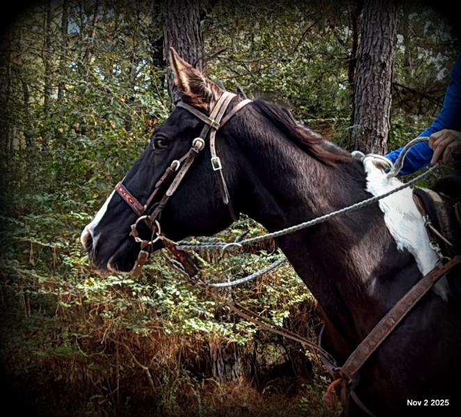 🧡Ragan🧡🎄 ✨ A Christmas Dream Horse Looking for Her Forever Home ✨ 🎄