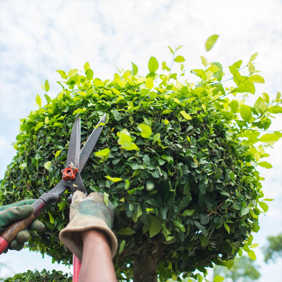 Tree Pruning