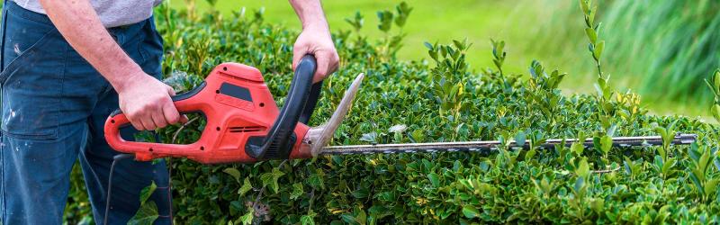 Professional Shrub Maintenance
