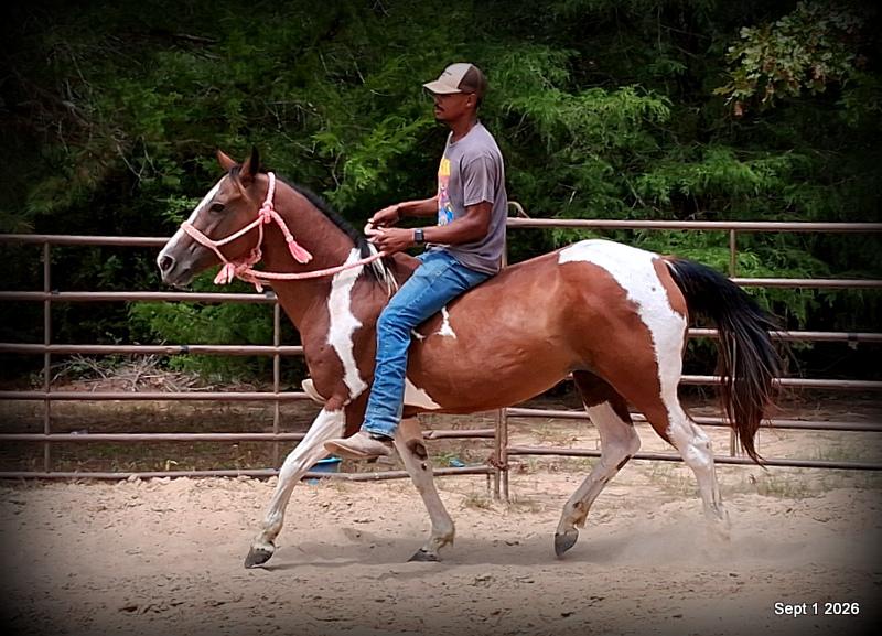 💛 🐴 Milly • Beginner Safe, Confident & Smooth Trail Mare💛