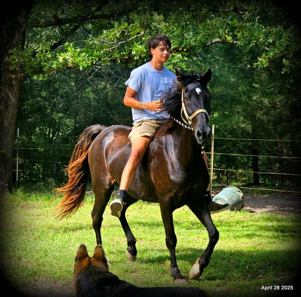 Midnight ***Gentle, Gaited Trail Gelding