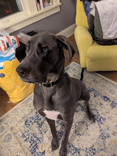 Duke formally known as Scooby