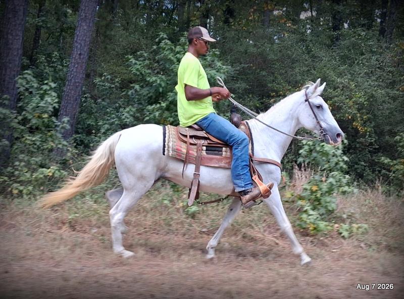 💚Wisp • Beginner Safe, Smooth & Dependable Trail Mare💚