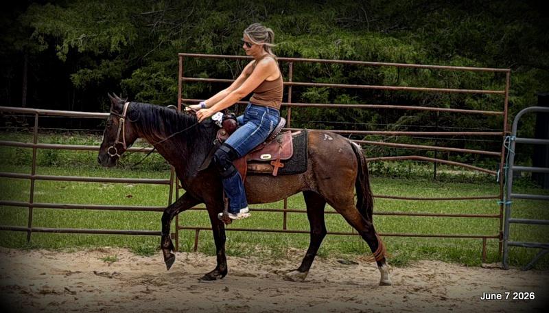 💛Bugs💛Smooth-Gaited Trail Mare 🌟