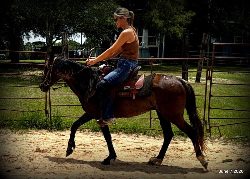 💛Bugs💛Smooth-Gaited Trail Mare 🌟