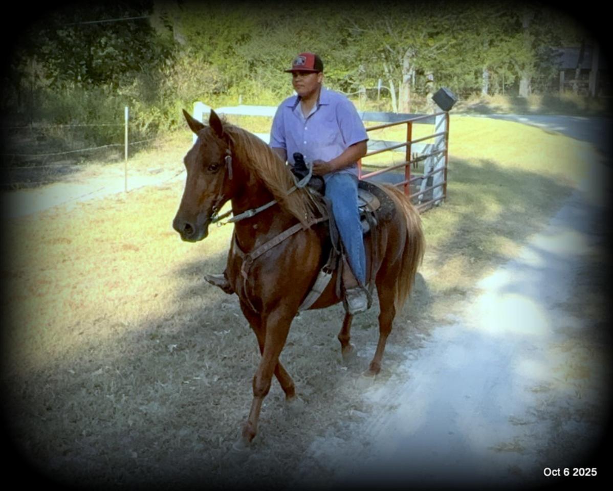 🌹 Meet Missouri – The Mare That Makes Every Ride Feel Like Home 🌹