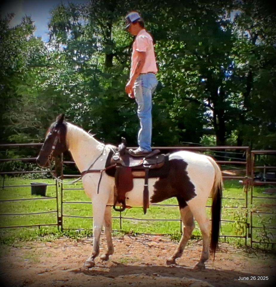 Meet Patrick – The Perfect Family Gelding!