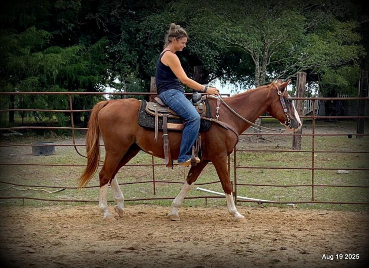 Cooper Amazing Beginners Horse