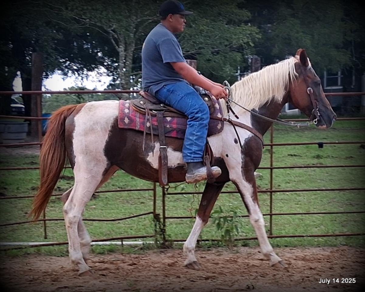 Jazzy – Beautiful Paint Mare with a Heart of Gold