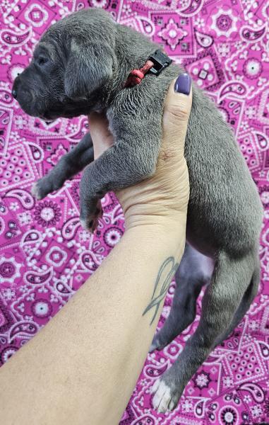 Blue Female Pink Collar