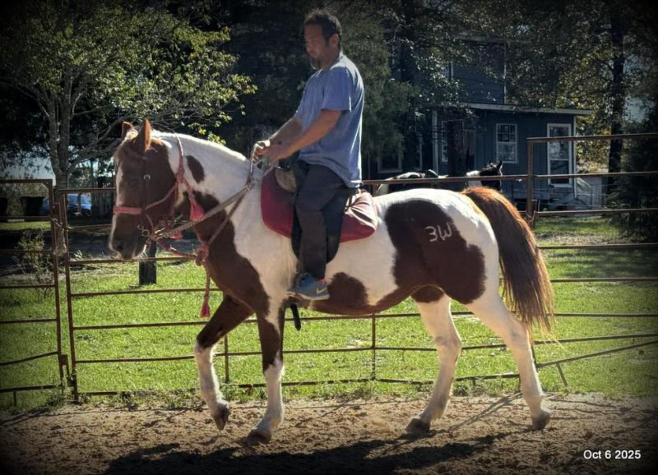 Jazzy – A Warrior Seeking Her Second Chance