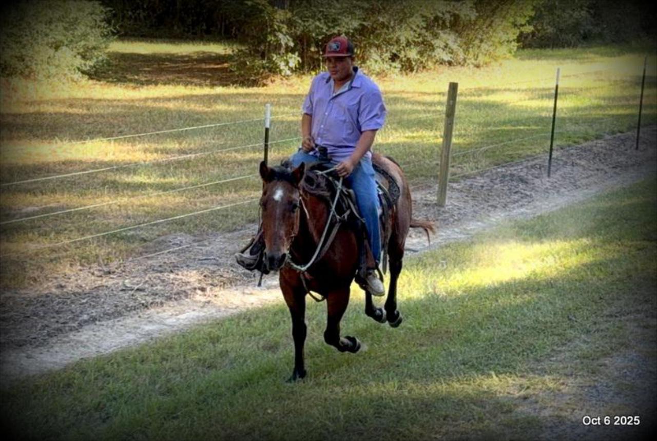 🌟 Meet Brownie – Your All-Around Ranch and Trail Partner 🌟