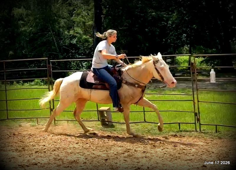 💚Prince💚Meet Prince: Your Dream Riding Partner! 👑