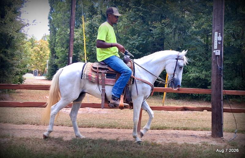 💚Wisp • Beginner Safe, Smooth & Dependable Trail Mare💚