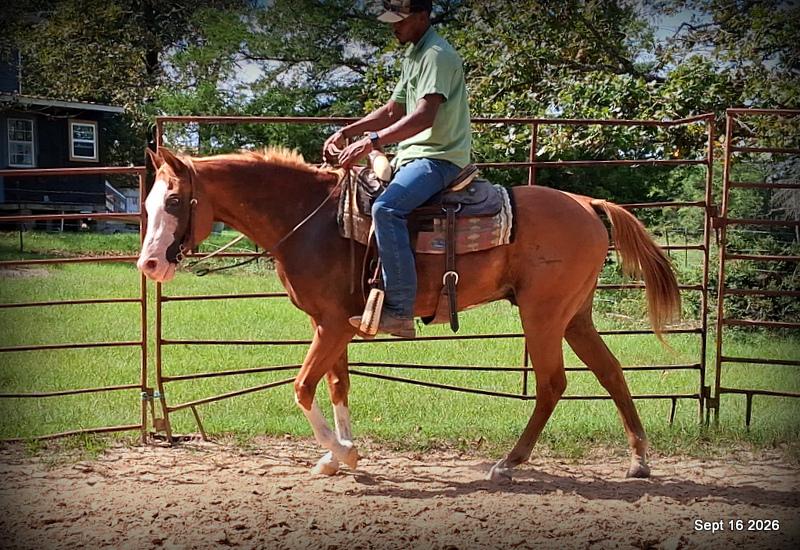 💚 Rocky | Kid-Safe Family Trail Gelding