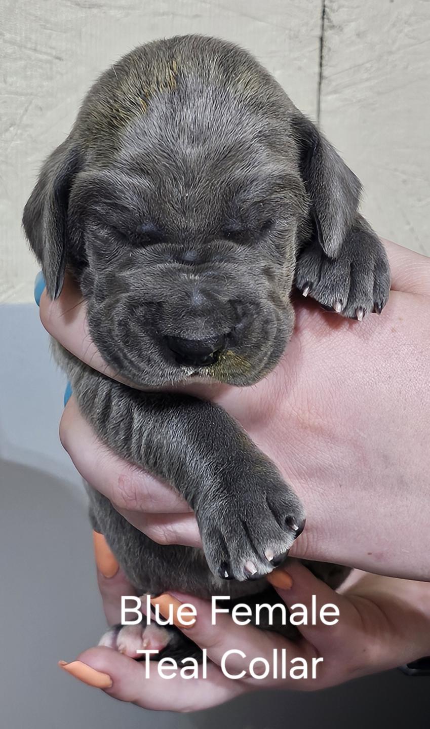 Blue Female Teal Collar (SOLD)